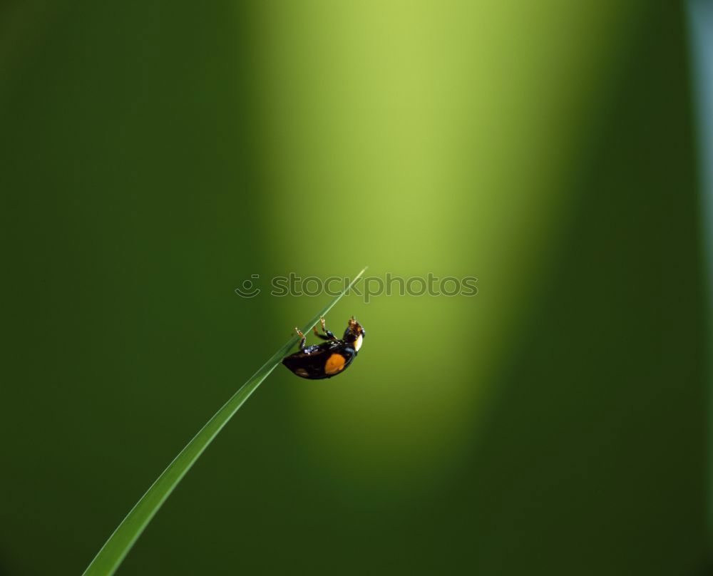 Similar – A snail of fennel Nature