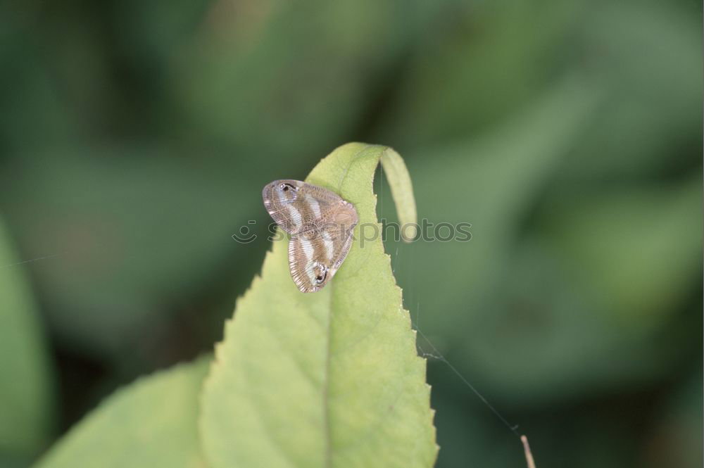 Similar – Image, Stock Photo snail on the flower Animal