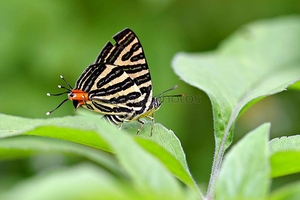 Similar – Image, Stock Photo butterflies Butterfly 1