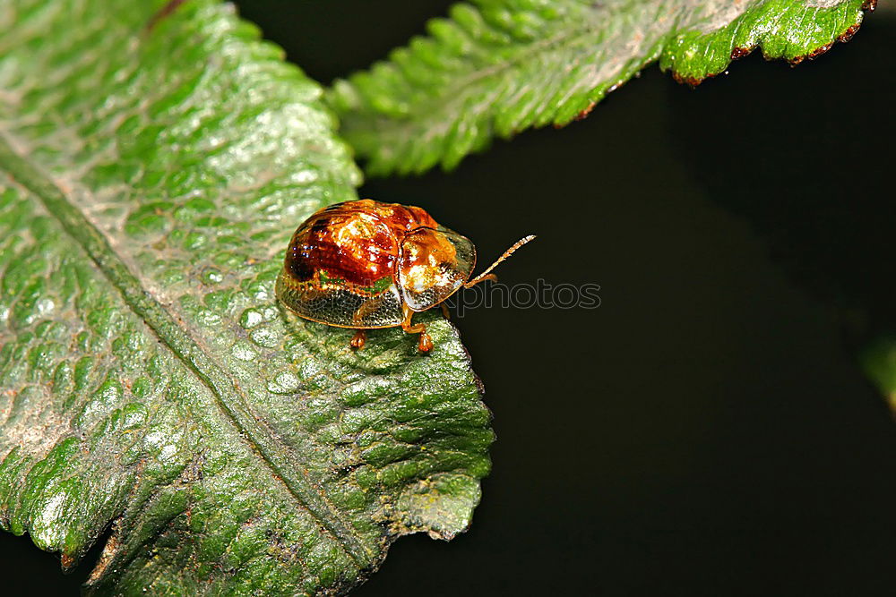 Similar – Image, Stock Photo peep bugs Bow