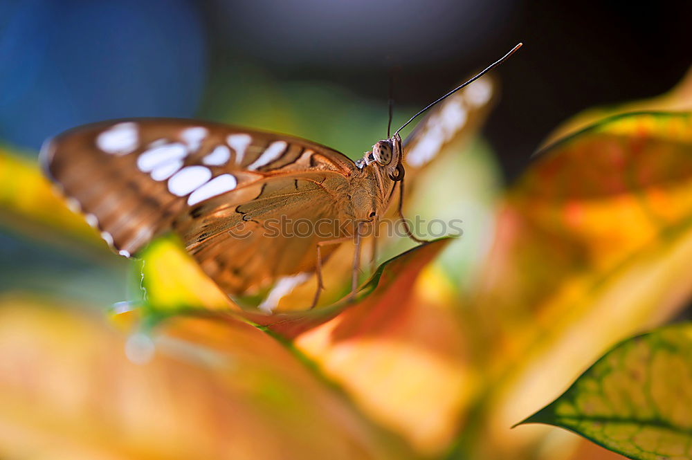 Similar – Image, Stock Photo autumn butterfly Nature