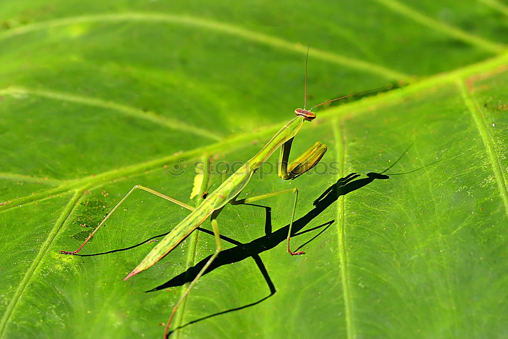 Similar – Image, Stock Photo Green on green : Green stink bug (Palomena prasina)