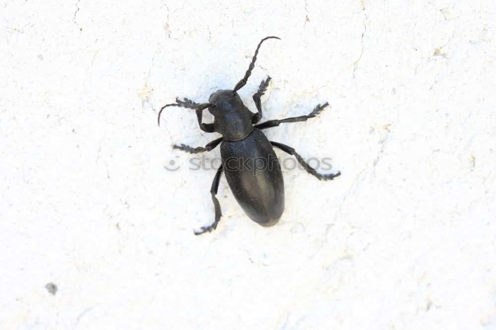 Similar – la cucaracha Animal Beetle