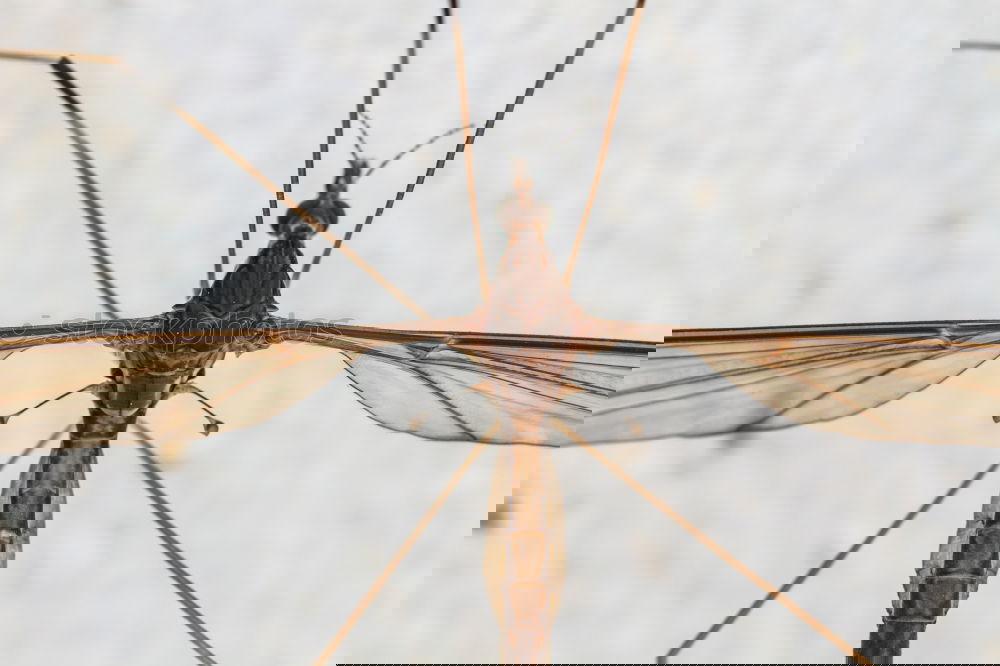 Similar – Image, Stock Photo butterfly Animal
