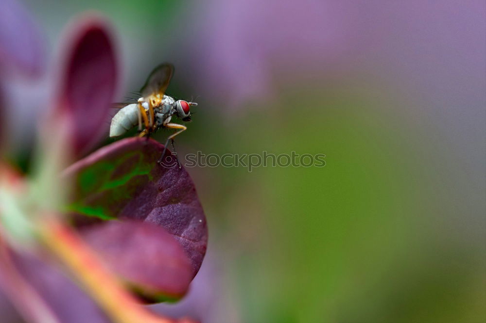 Similar – Image, Stock Photo Pigeon tail; macroglossum; stellatarum;