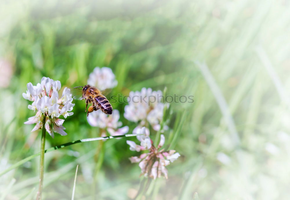 Similar – Image, Stock Photo it’s a good thing they exist…