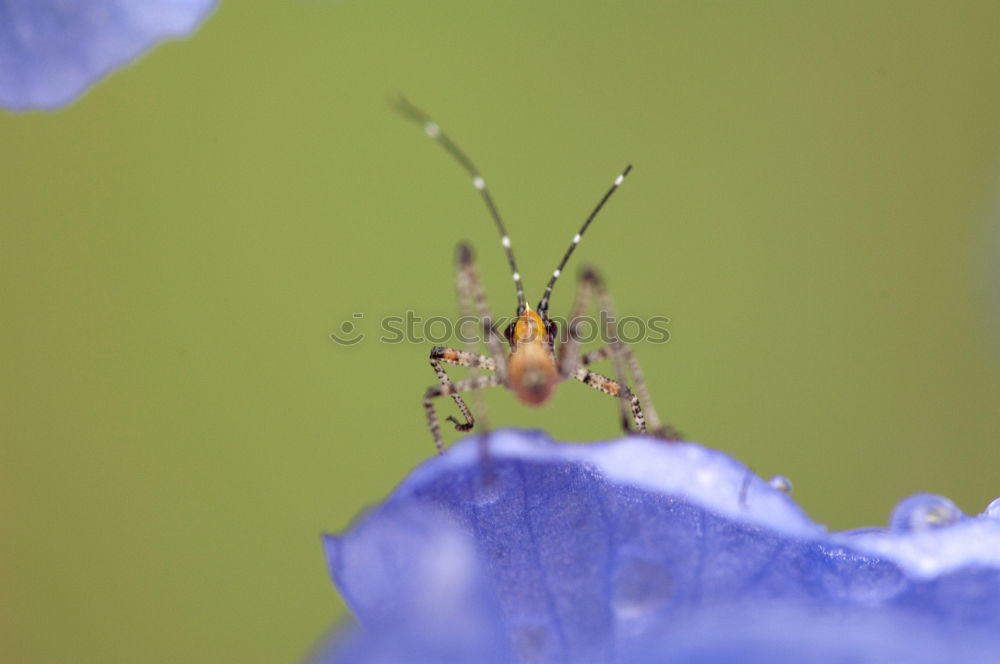 Similar – Image, Stock Photo Curculio Nature Plant