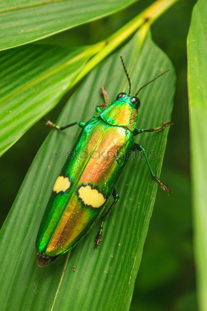 Similar – Image, Stock Photo Larvae of the green stink bug 03