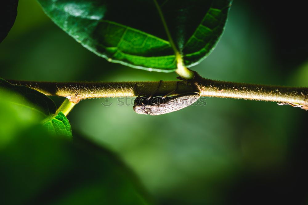 Foto Bild Aechse Costa Rica Gecko