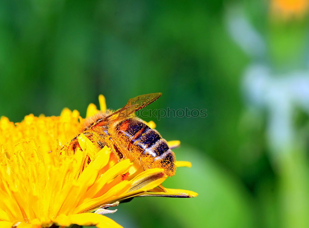 Similar – Dandelion with insects