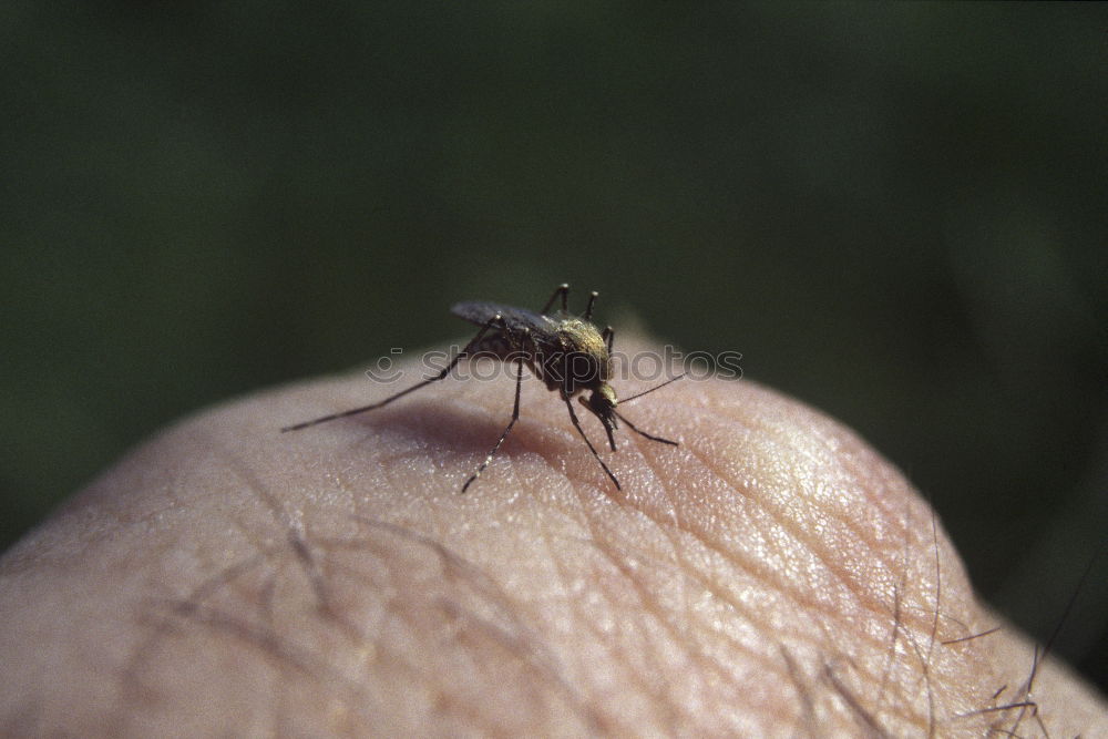 Similar – Image, Stock Photo killed mosquito Mosquitos