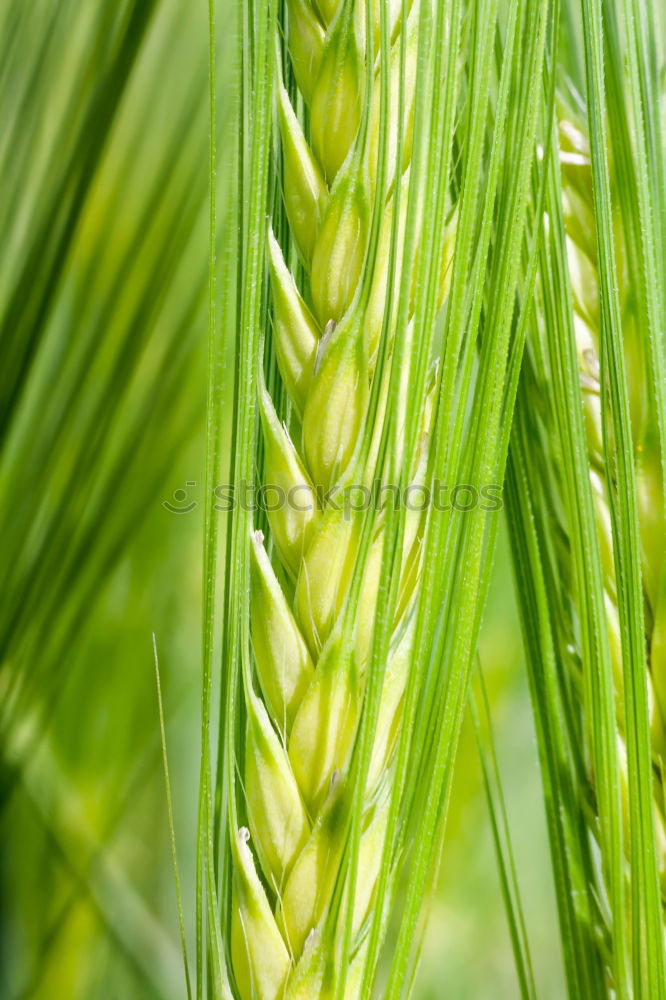 Similar – Foto Bild Grüne Gestenähre mit Heuschrecke vor blauem Himmel