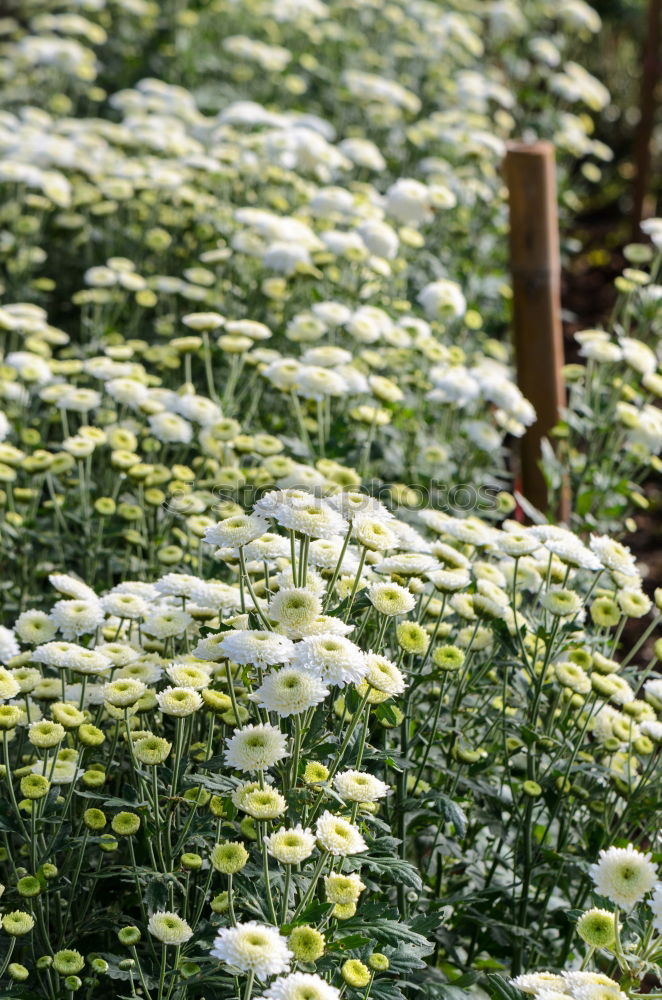 Similar – Beautiful blooming long stem flowers