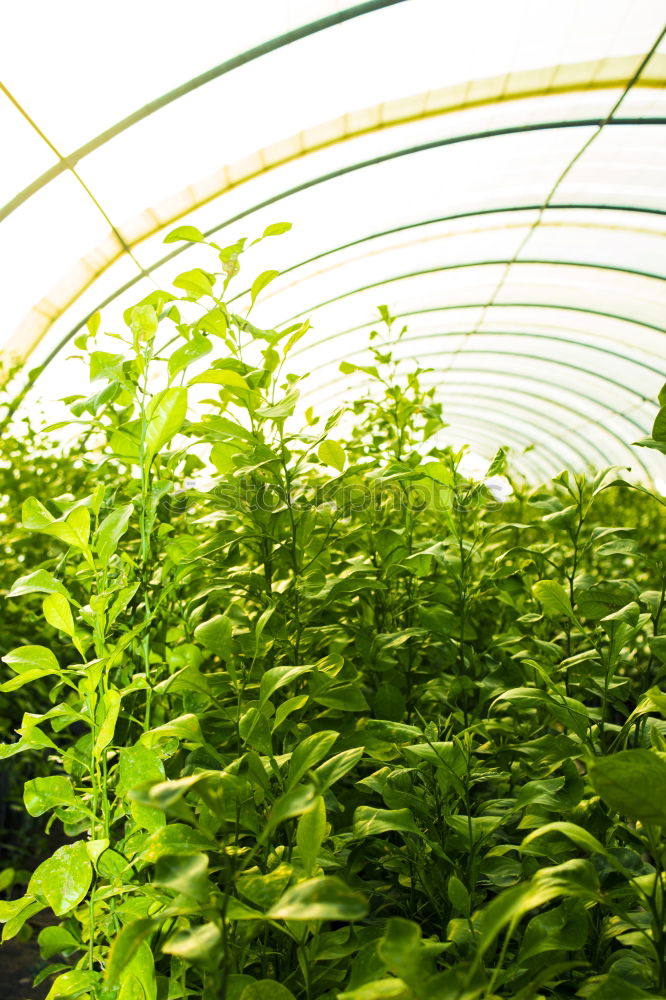 Similar – Tomatoes grow in a greenhouse of a nursery