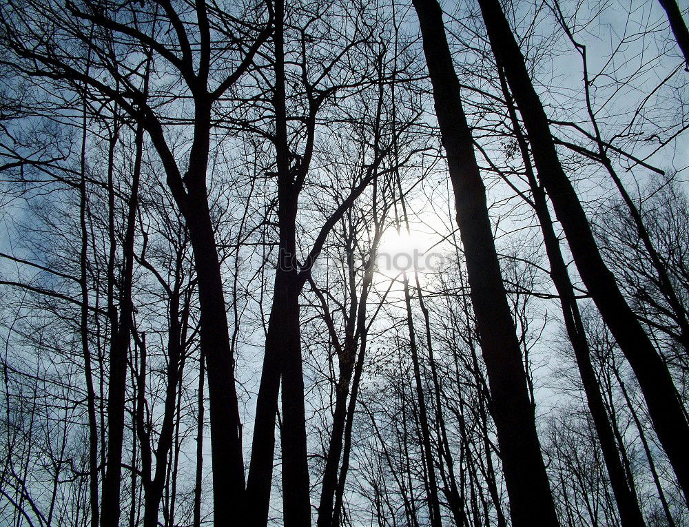 Similar – Image, Stock Photo November forest.