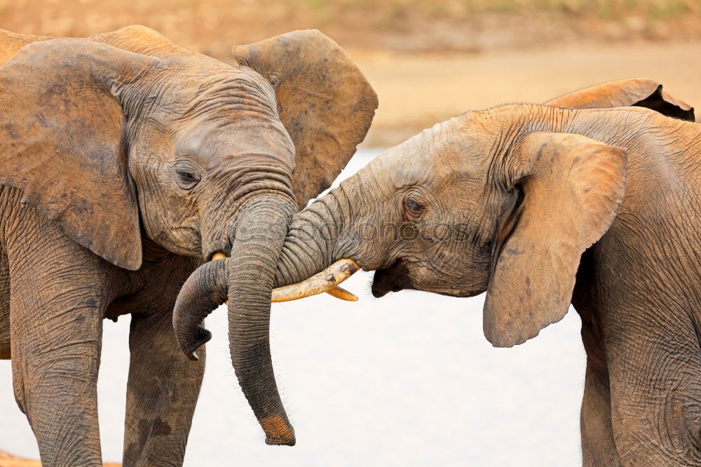 Similar – Image, Stock Photo Asian elephants Elephant