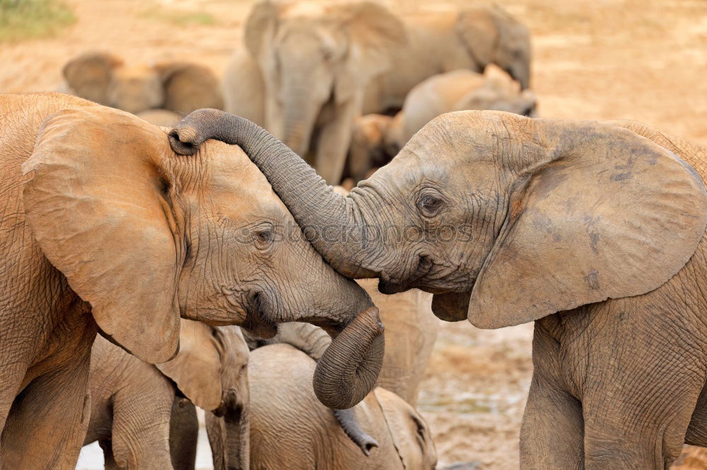 Similar – Image, Stock Photo Elephants in the addo elephant national park