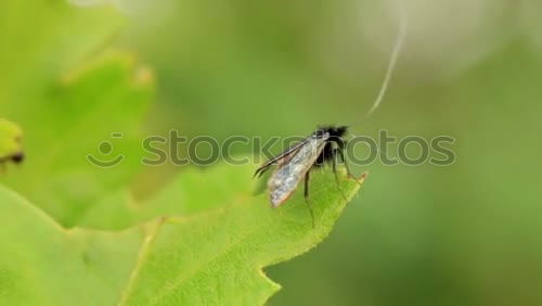 Similar – Foto Bild gutes Plätzchen Fliege