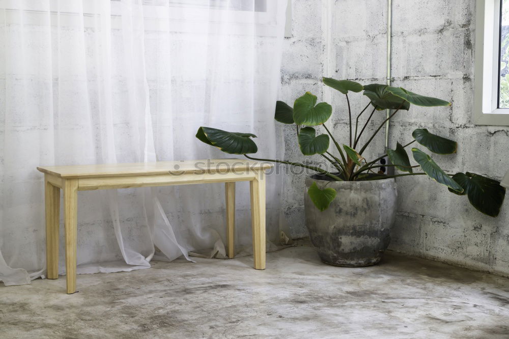 Similar – Monstera-Blätter in Glasvase auf einem Holztisch in einem eleganten Interieur