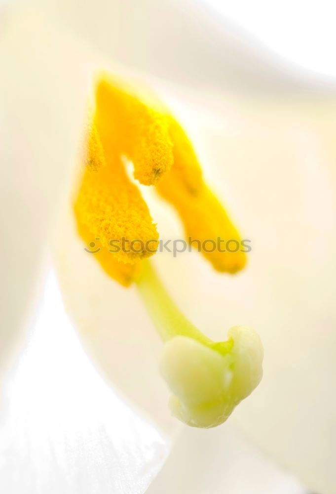 Similar – Macro shot egg Food