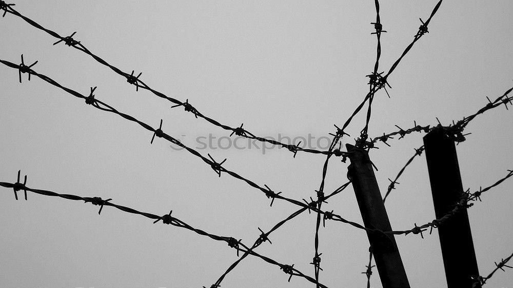 Similar – Image, Stock Photo captive Barbed wire Fence