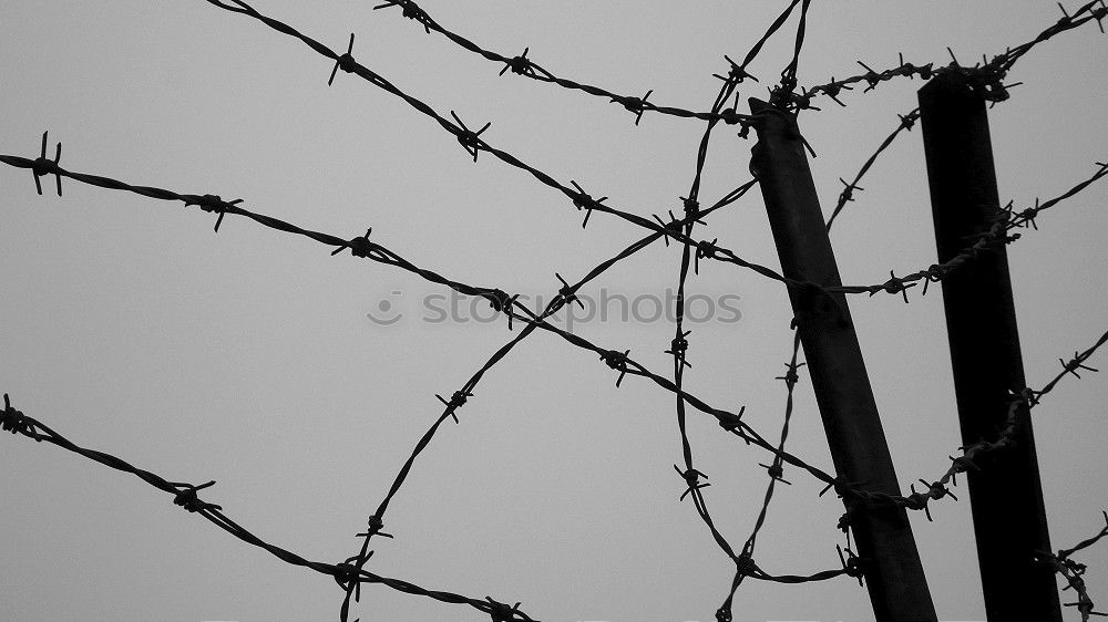 Similar – barbed wire Barbed wire