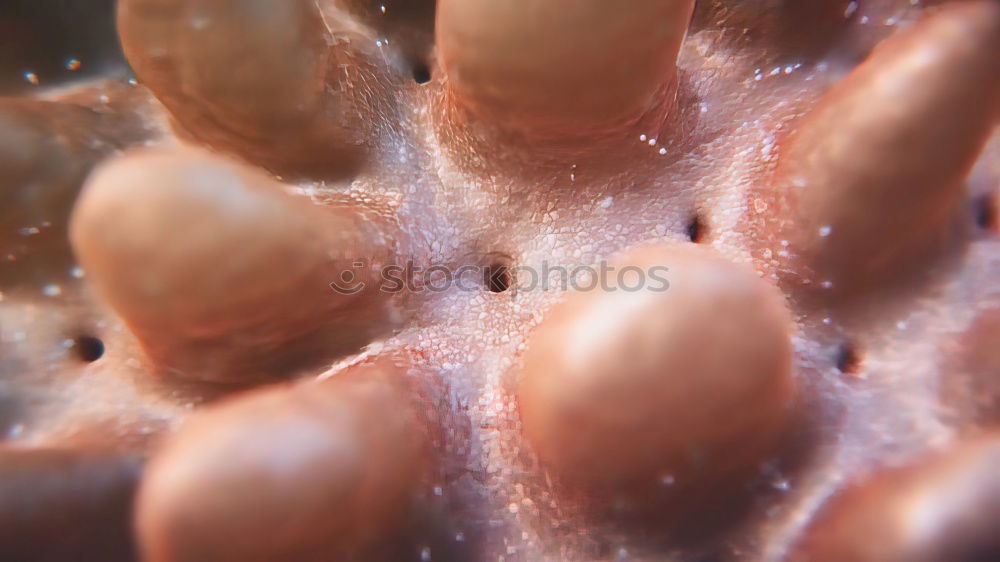 Similar – Image, Stock Photo frozen blackberries Fruit