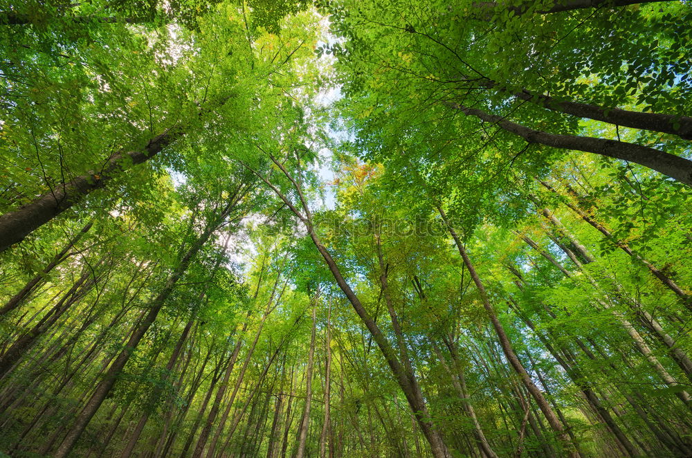 Similar – Foto Bild treetops Natur Himmel