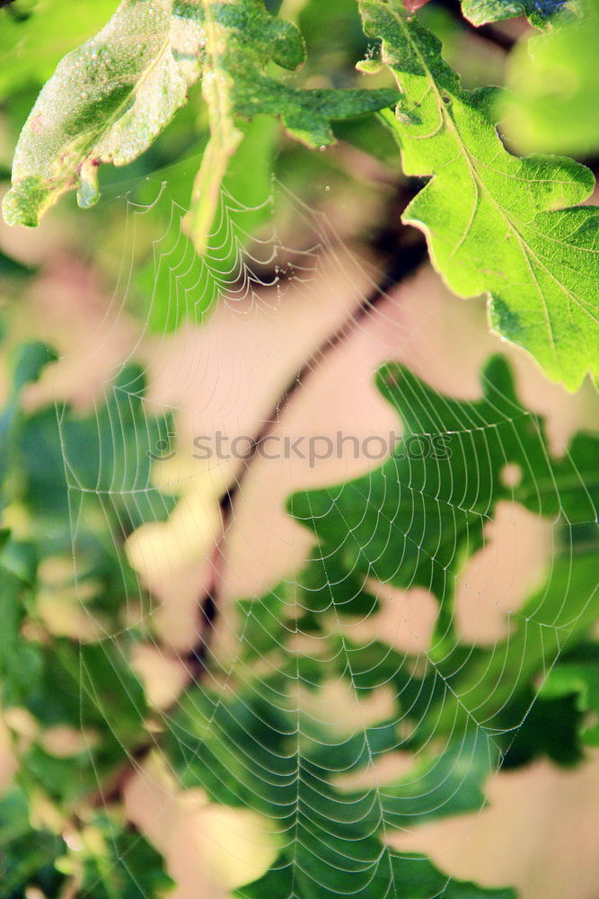 Similar – Image, Stock Photo It’s so green…