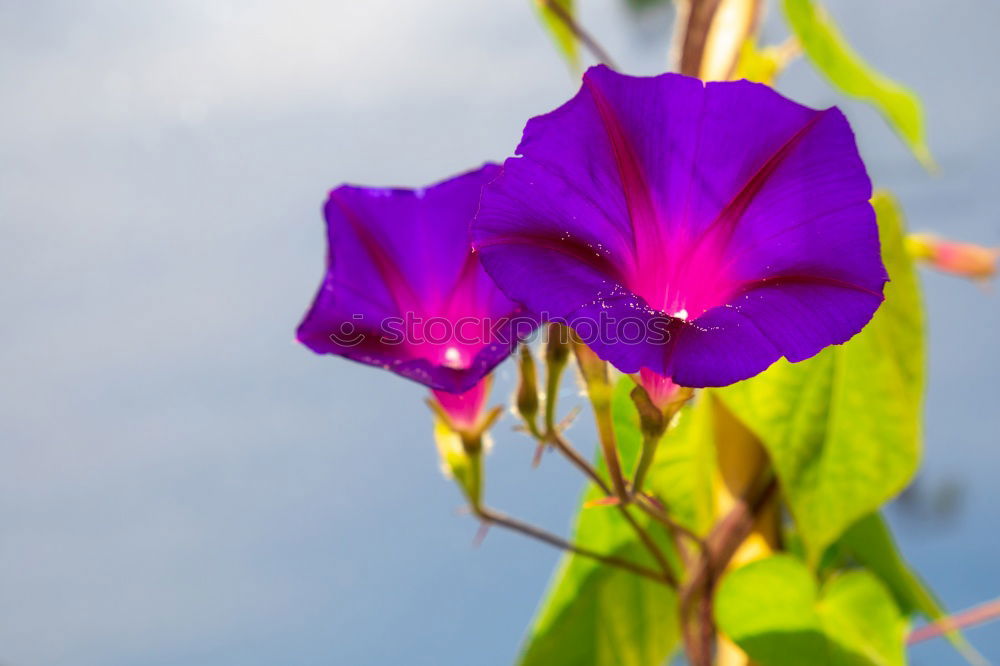 Similar – Image, Stock Photo summer Flower Blossom