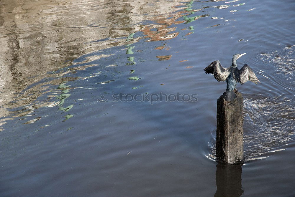 Similar – Image, Stock Photo Discovered, Sitting Great White Egret (Ardea alba) under a bridge. Sighted in Elanora