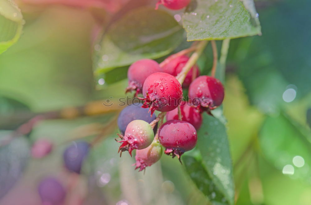 Image, Stock Photo Snowberry; Scarlet Pearl,