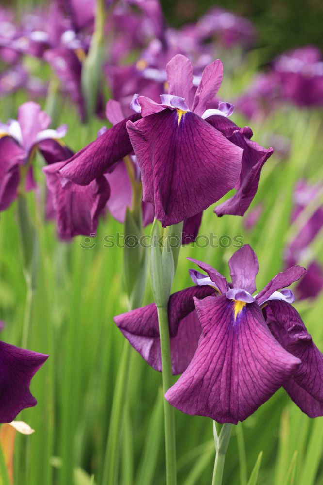 Similar – Image, Stock Photo Clematis viticella Etoile Violet