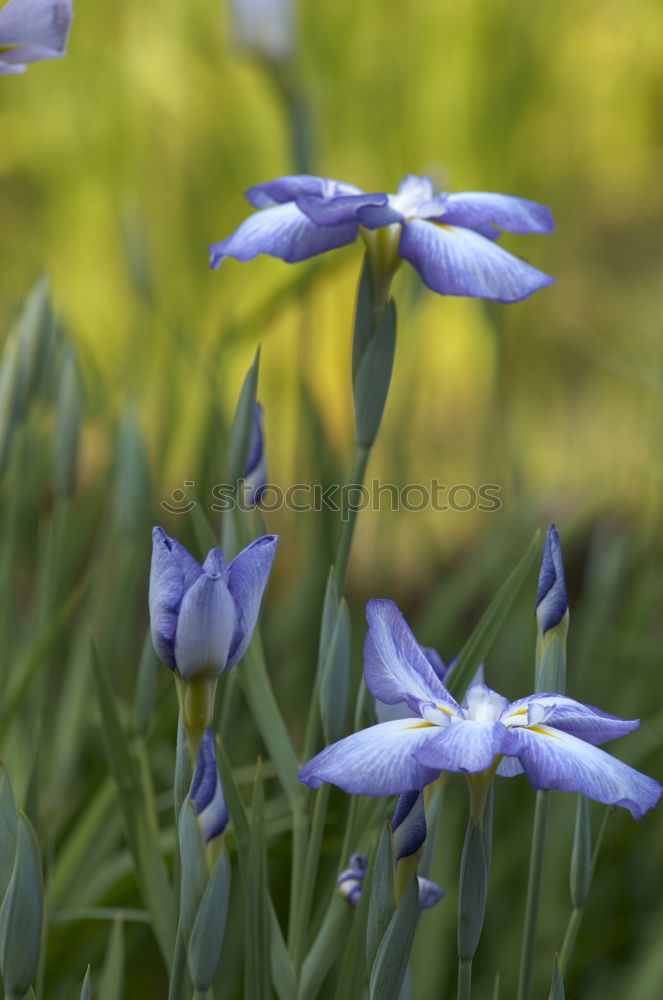 Similar – agapanthus or the colour purple