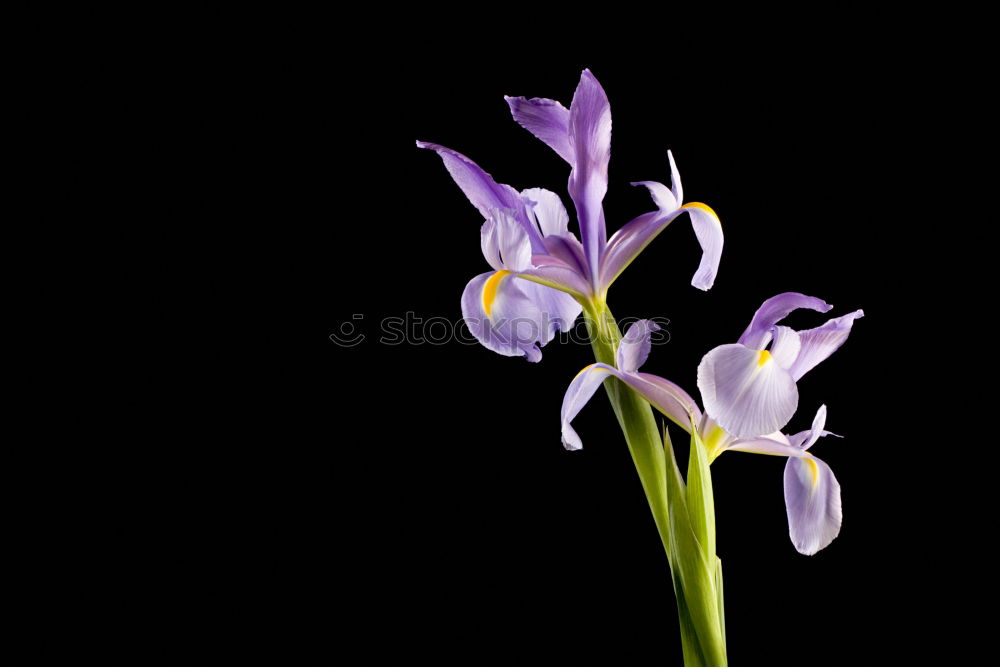 Similar – Checkerboard flower; Fritillaria meleagris;