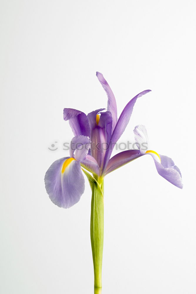 Crowned anemone with violet against a light background