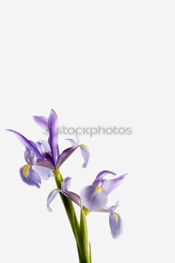 Similar – Image, Stock Photo flora Flower