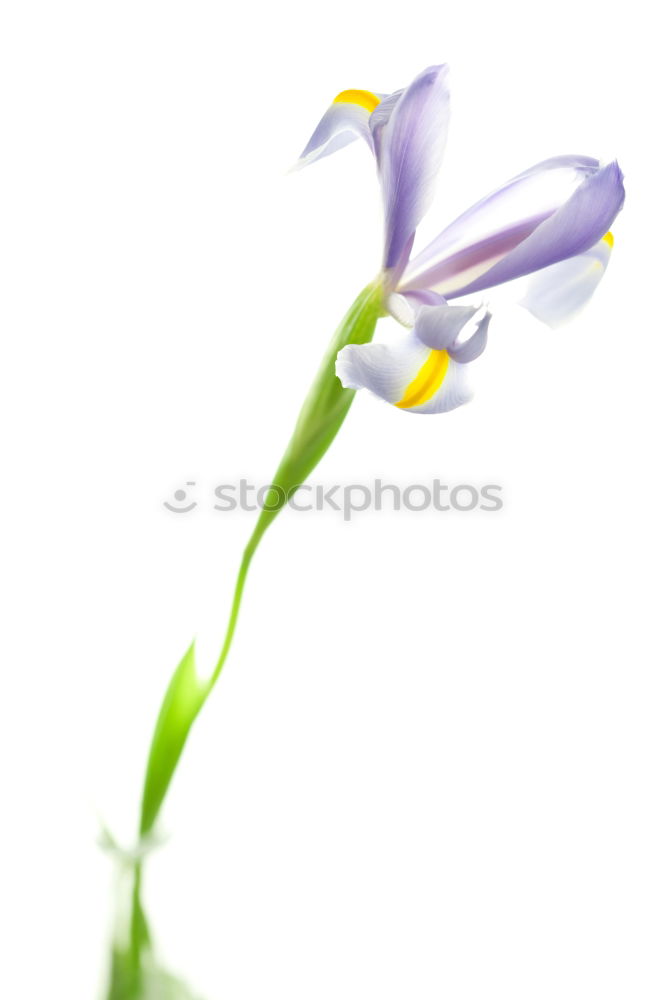 Similar – Image, Stock Photo Woman hand with bouquet of flowers over blue sky