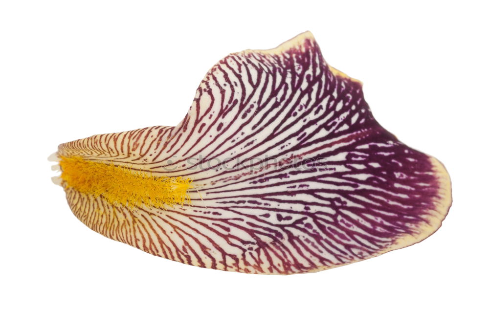 Similar – Foto Bild Calla II Natur Pflanze