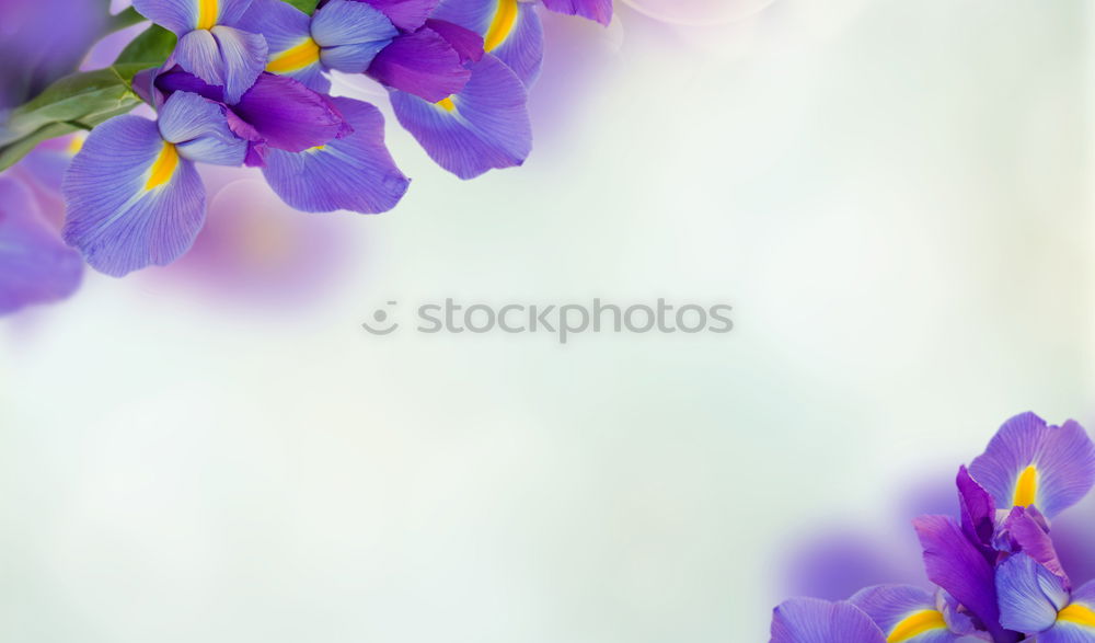 Similar – Columbine flower at sunset