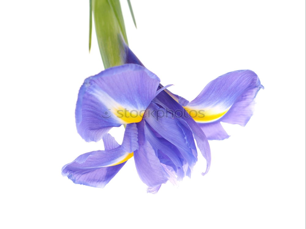 Similar – Blue / white columbine (Aquilegia)