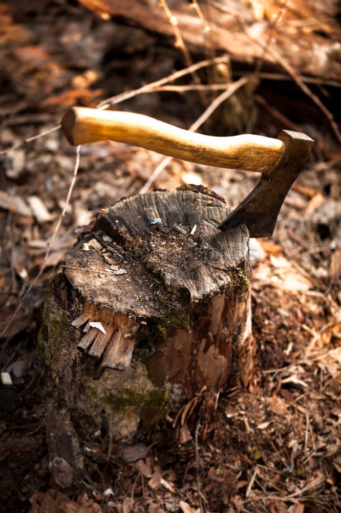 Similar – waldboden Blatt braun