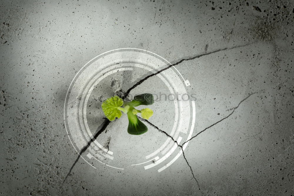 Similar – Image, Stock Photo grapes Fruit Dessert