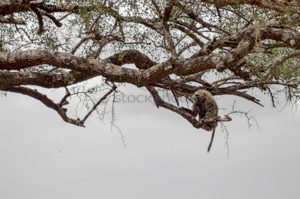 Similar – Image, Stock Photo Cat sitting on a tree between leaves