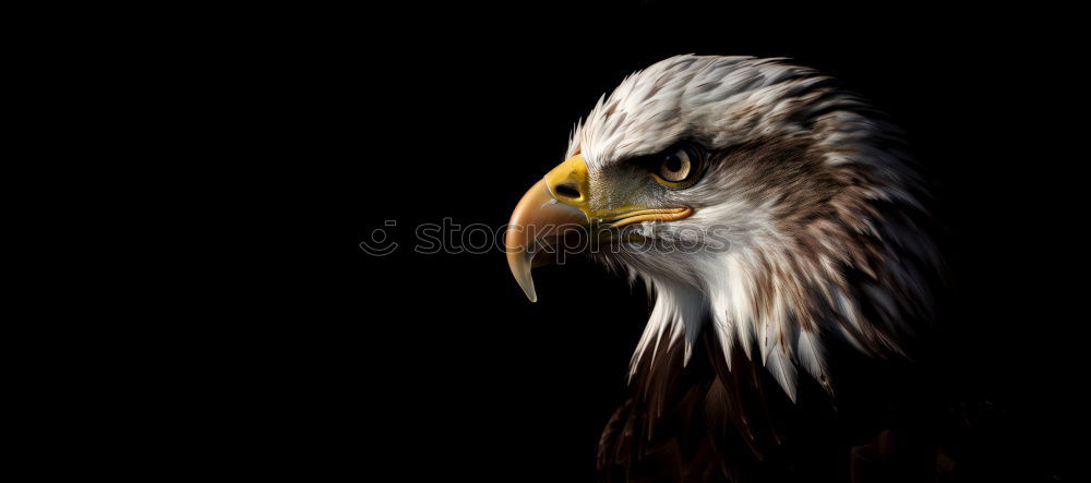 Similar – Image, Stock Photo eagle Eagle Bird