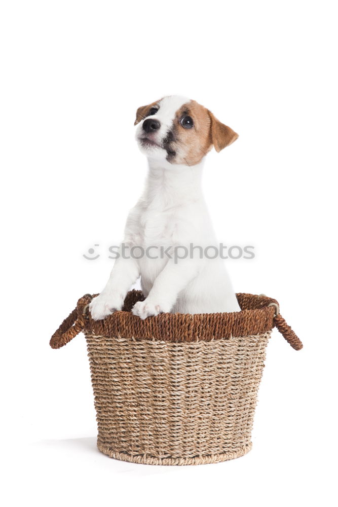 Similar – Image, Stock Photo Boston Terrier puppy at the excursion