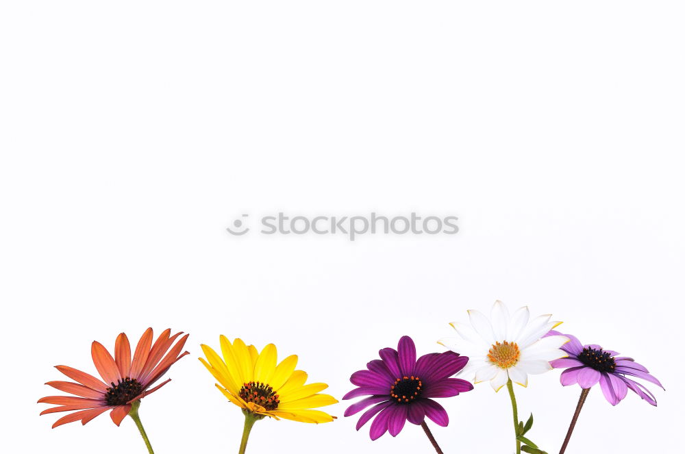 Similar – chive blossom Chives