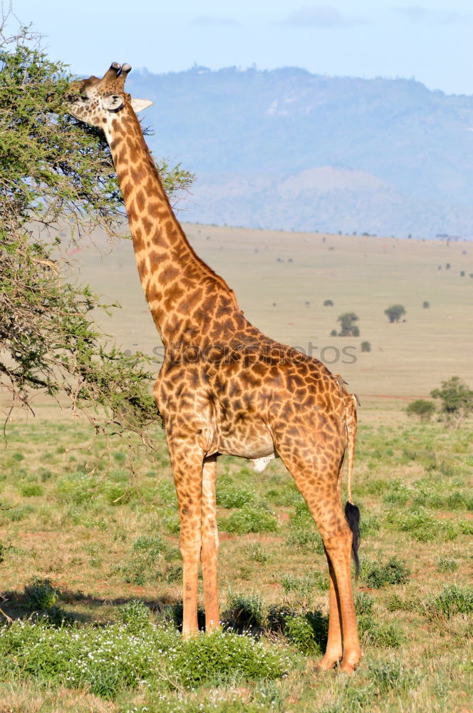 Similar – giraffe Animal Wild animal