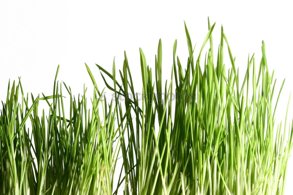 Similar – clean gras die zweite