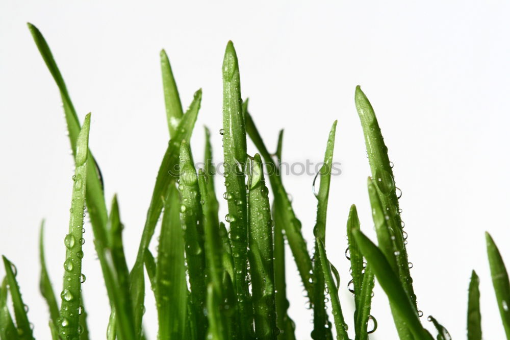 Similar – Image, Stock Photo Asparagus green Green